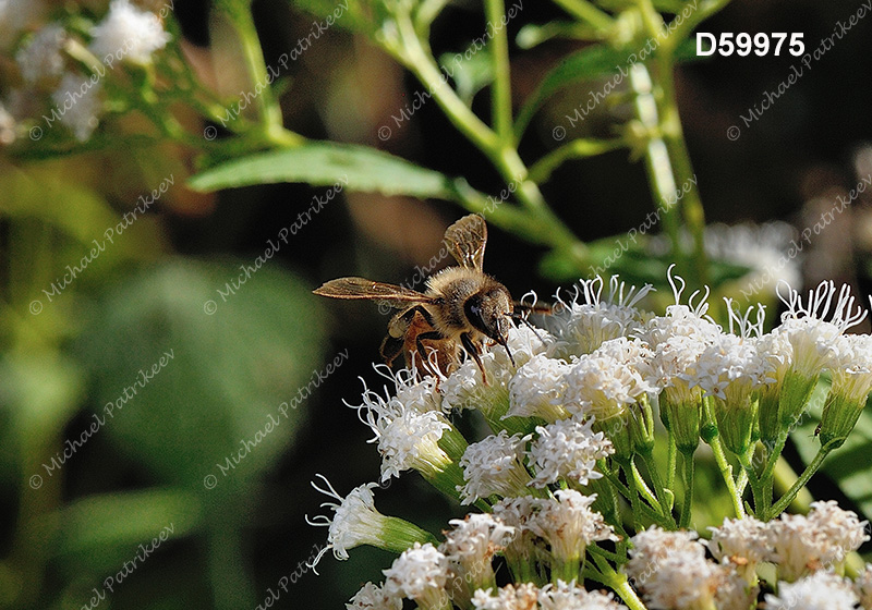 Western Honey Bee (Apis mellifera)